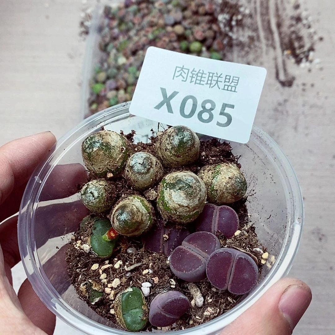 85呃呃呃呃呃呃呃呃呃呃呃呃呃