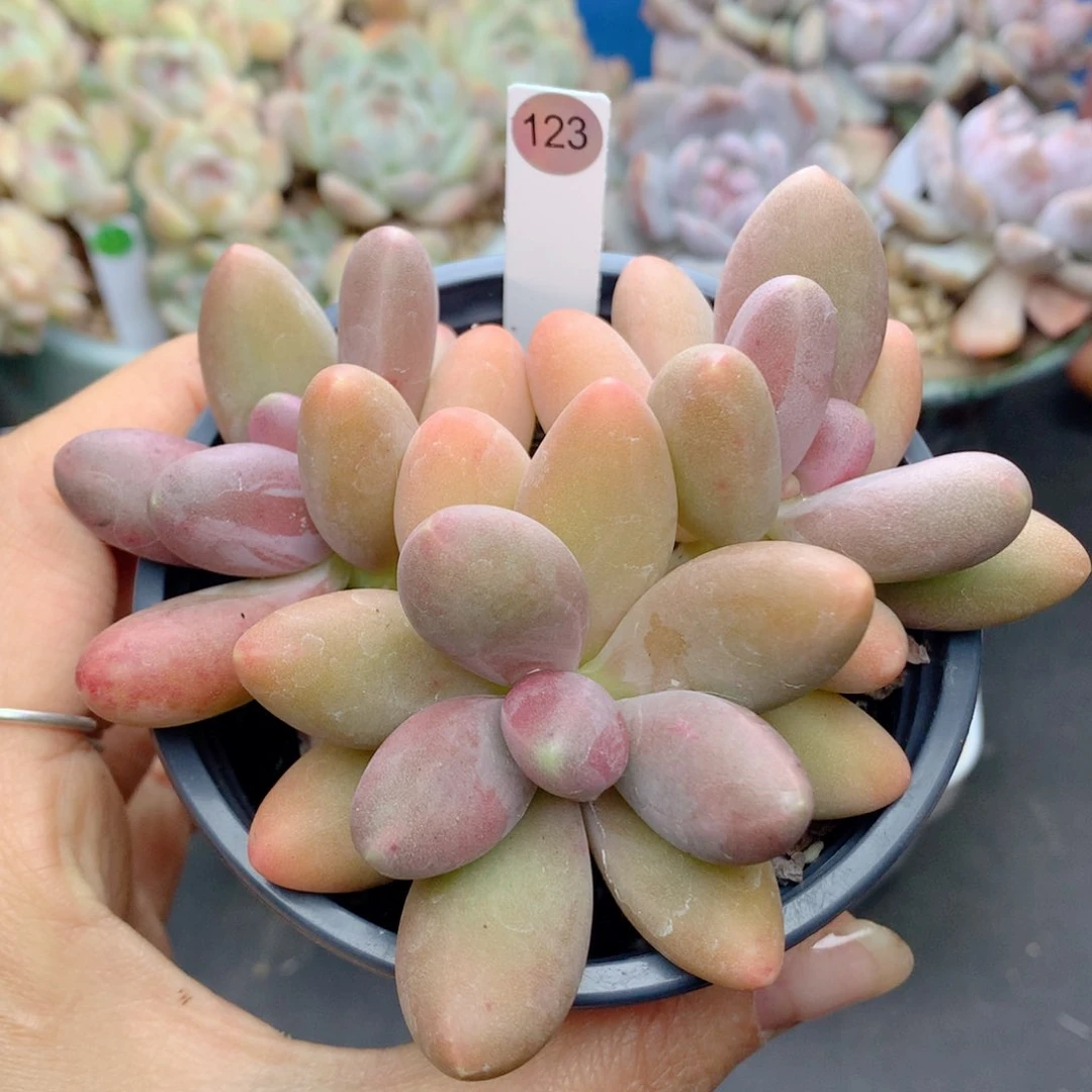 58包邮  群生不包整123