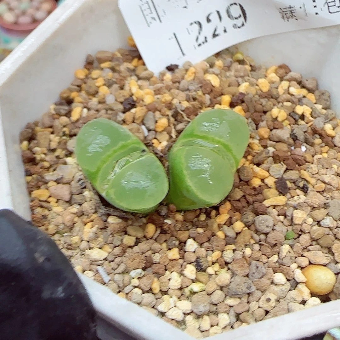 生石花满18包邮1229-48