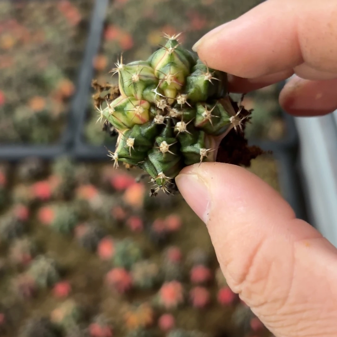 泰国米哈实生713-1124