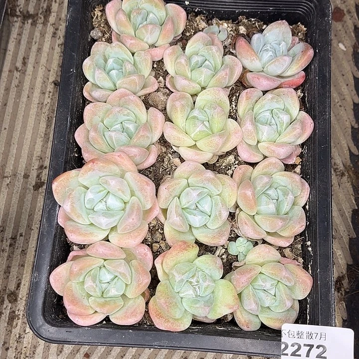 阿雅园艺。     2272冰玉一盒