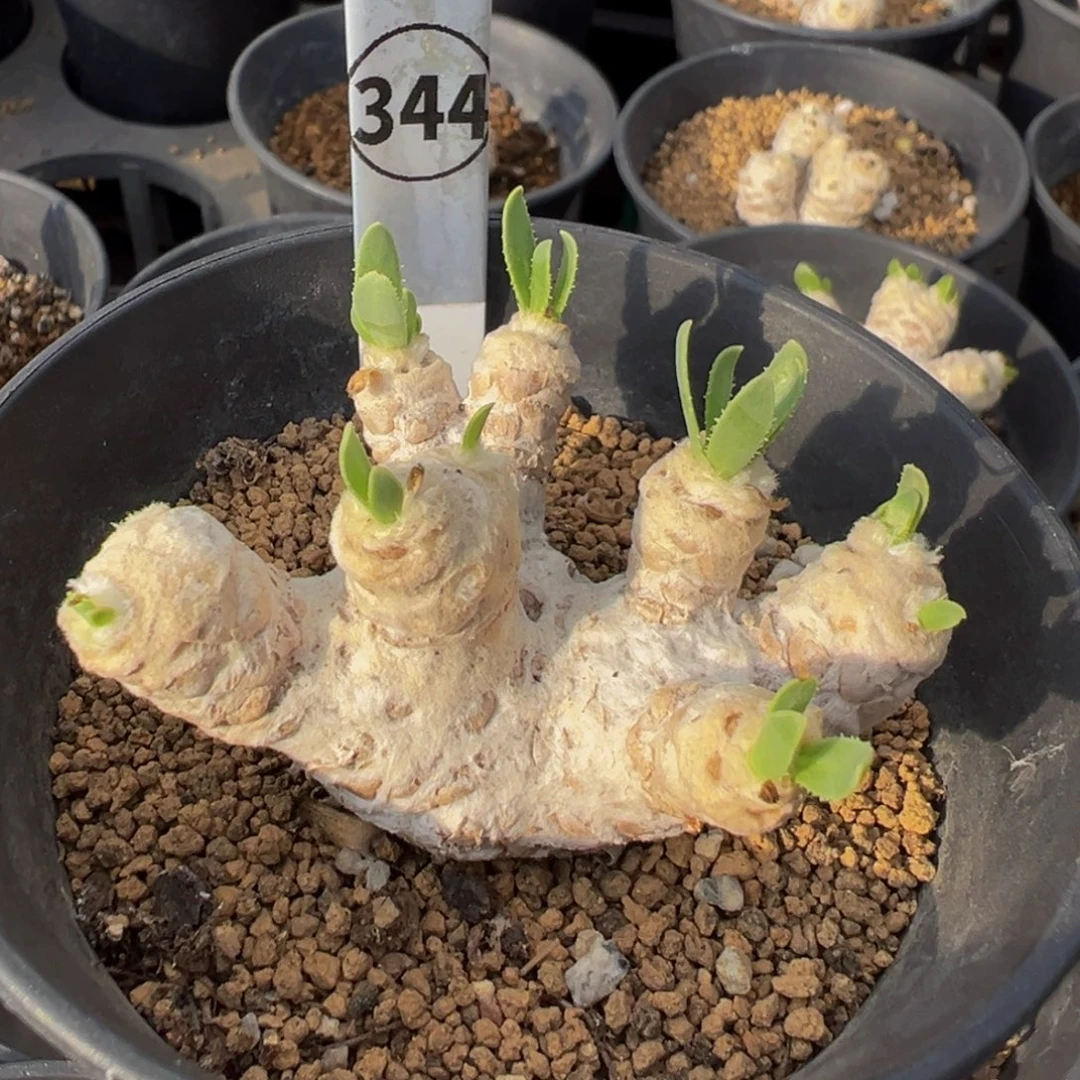 344实生根刨花厚敦菊多肉植物带盆土
