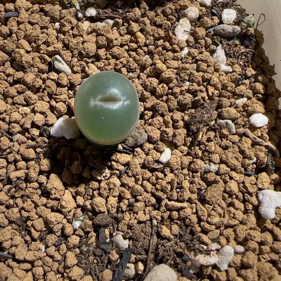 肉锥多肉植物组合-安格1098
