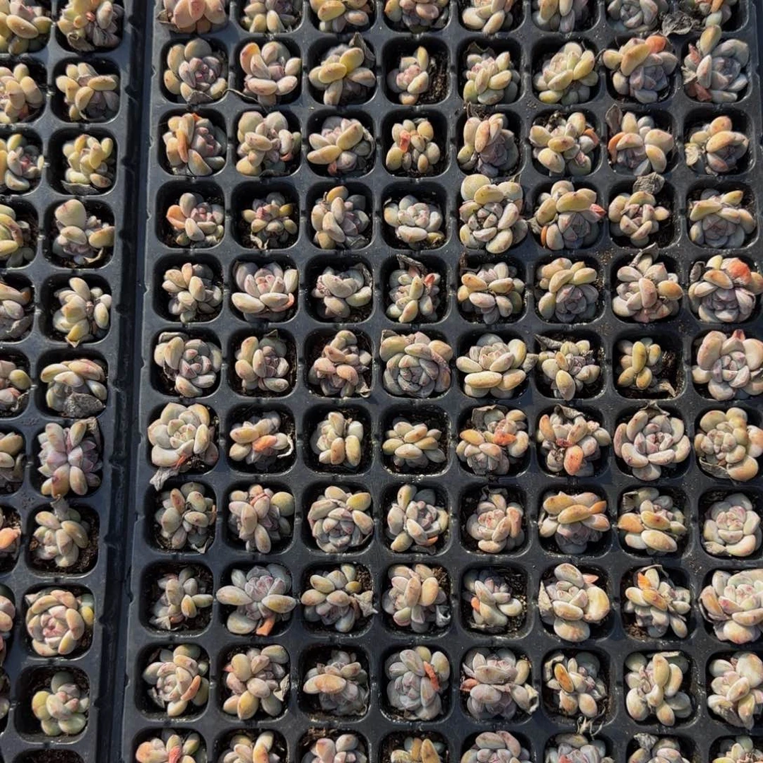 一整盘石榴籽混特价福利