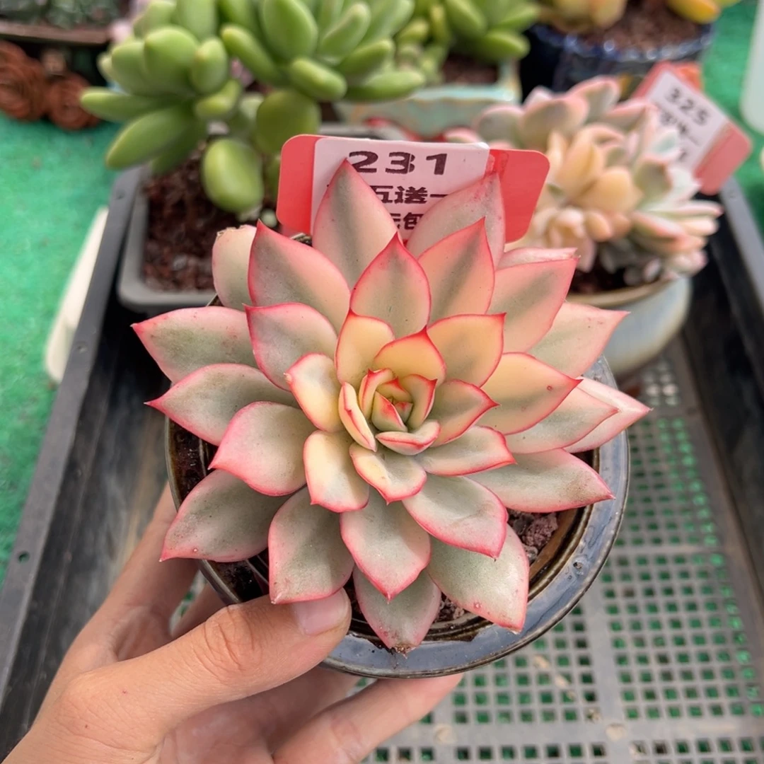 表妹精品多肉植物231.