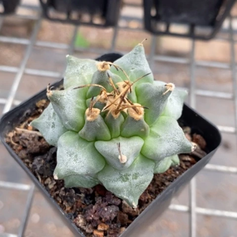 赤花娇丽5仙人球