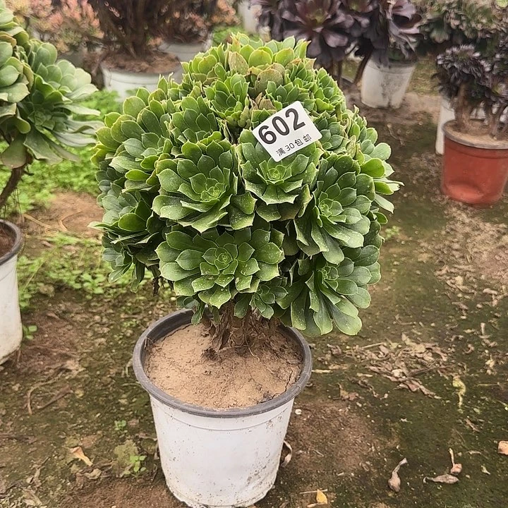 602。                 
