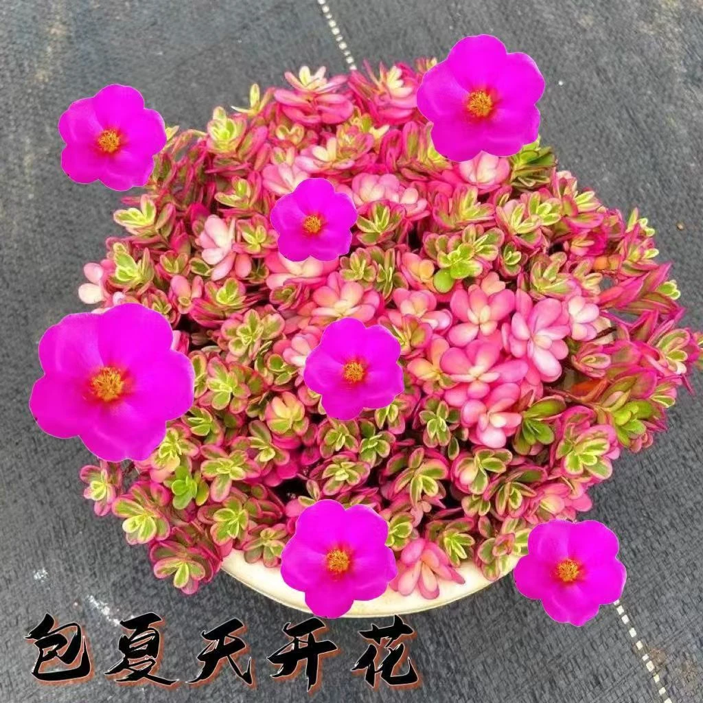 太阳花锦多肉植物肉肉新手好养活植物室内花卉新手盆栽绿植