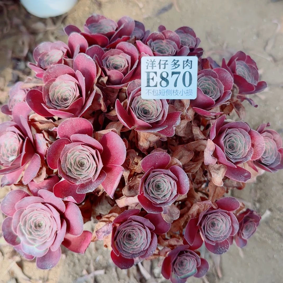 魅金玫瑰870冠幅20