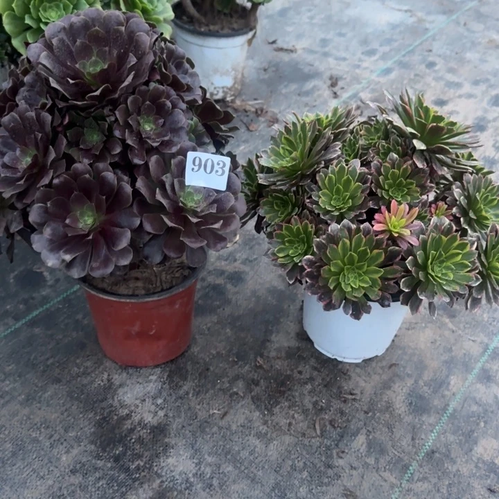 903欧紫➕朝霞包邮。