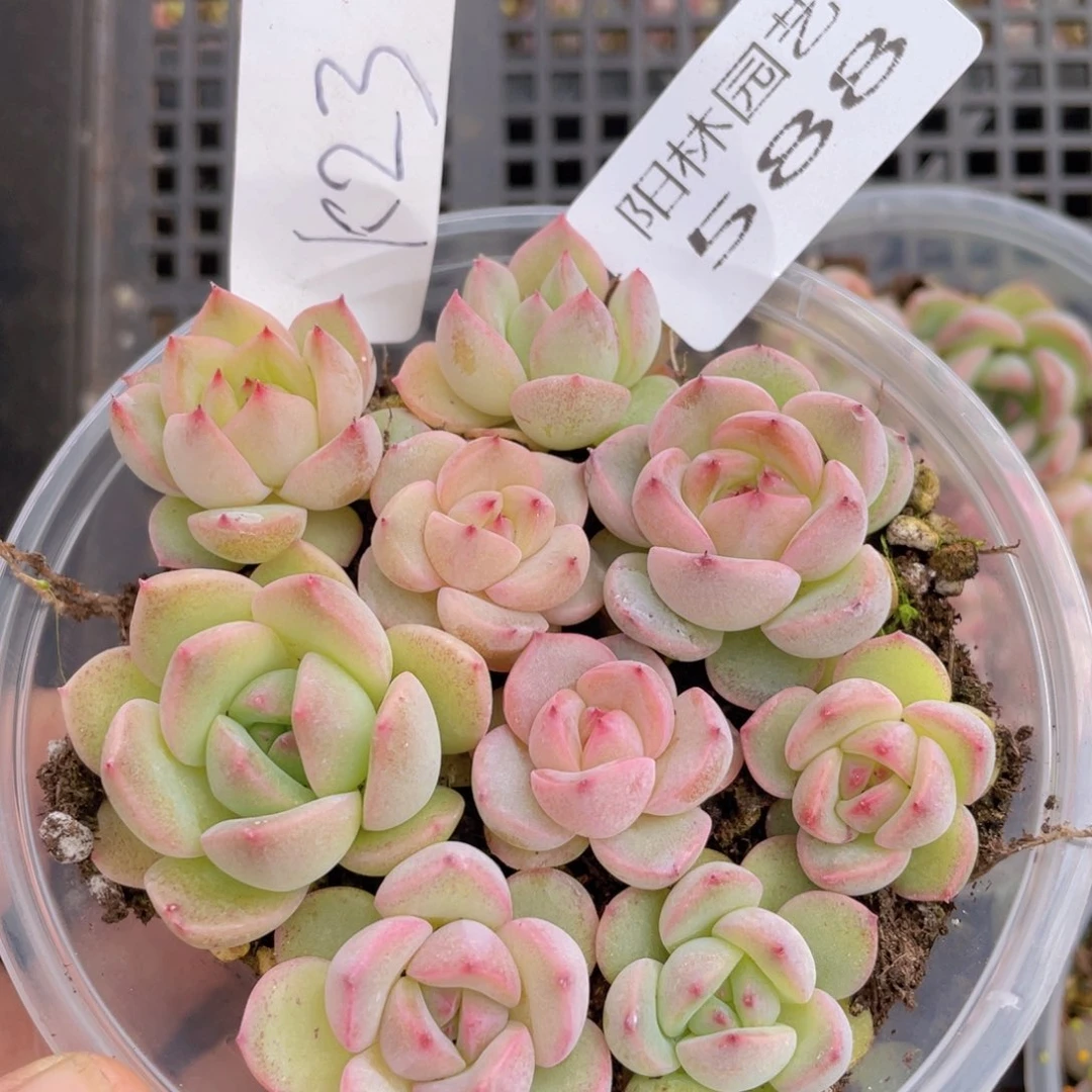 量拍多肉植物多肉植物588