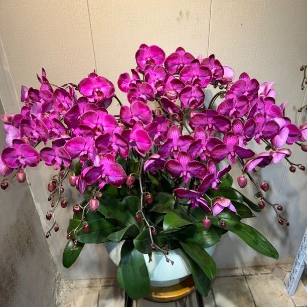 [天后一号]青岛本地特A级天后一号蝴蝶兰带盆礼物礼品蝴蝶兰