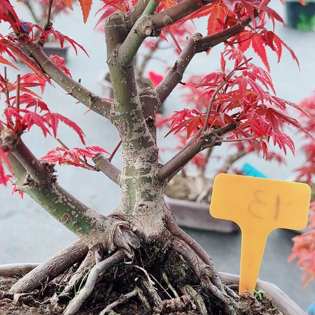 江***无花朵枫树……枫树
