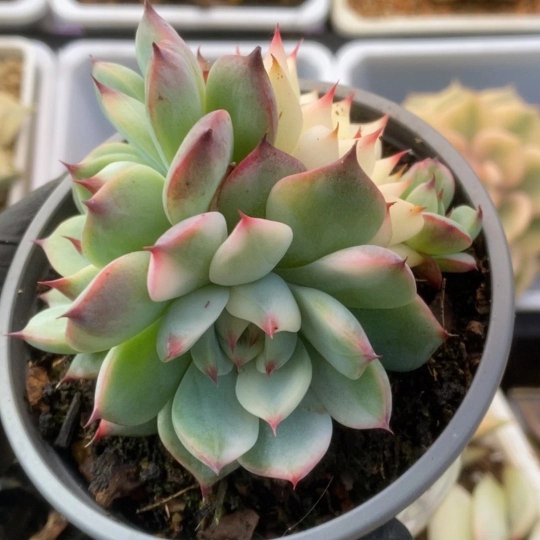 065锦锦锦锦锦锦锦锦锦