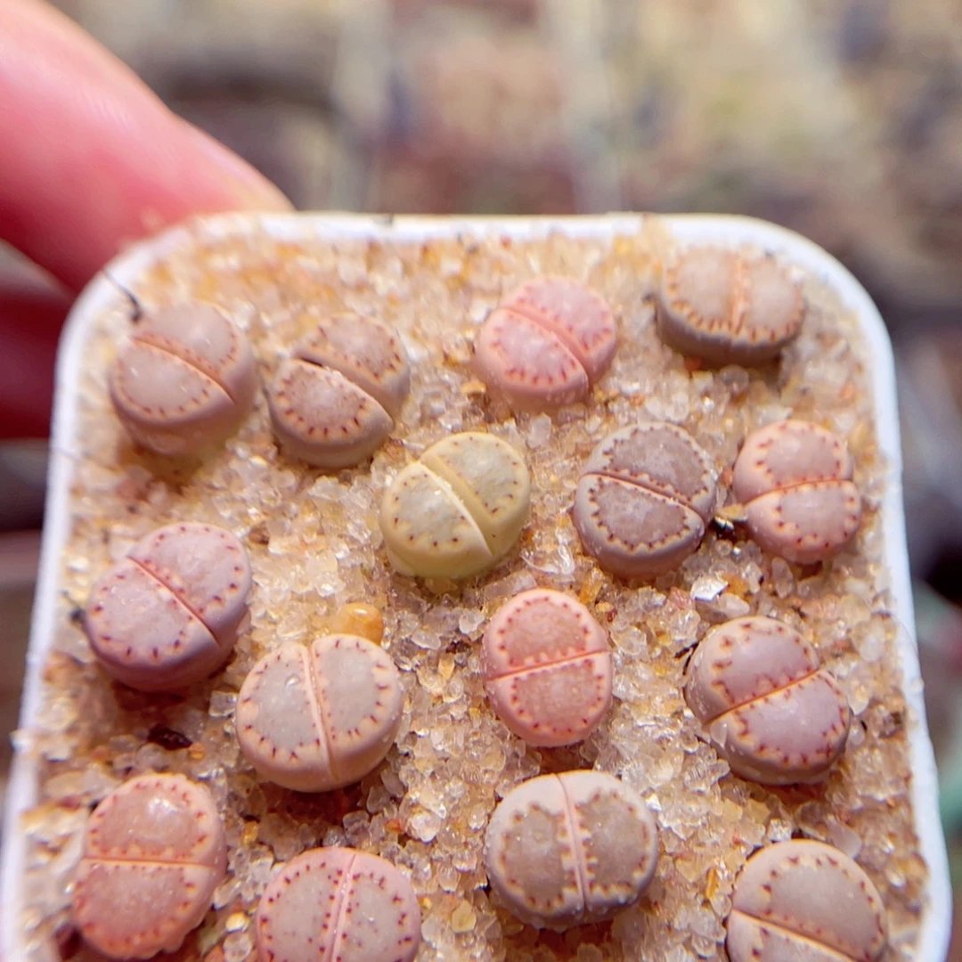 12号带盆盆包邮发货