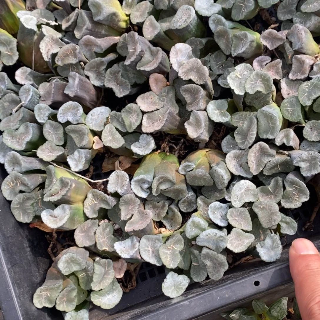 409 一颗实生大窗万象 巨无霸 超级福利