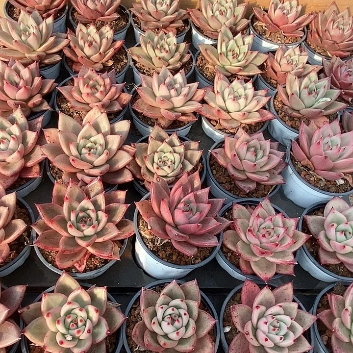 77红颜密语单头  福利活动