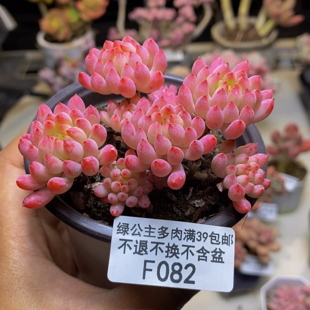 082烟花多肉不包整