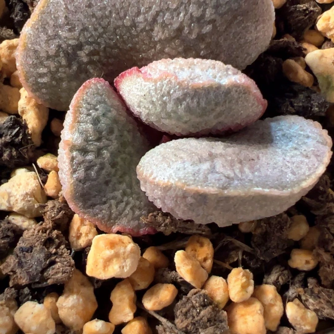 实生新品多肉植物水泡多肉植物