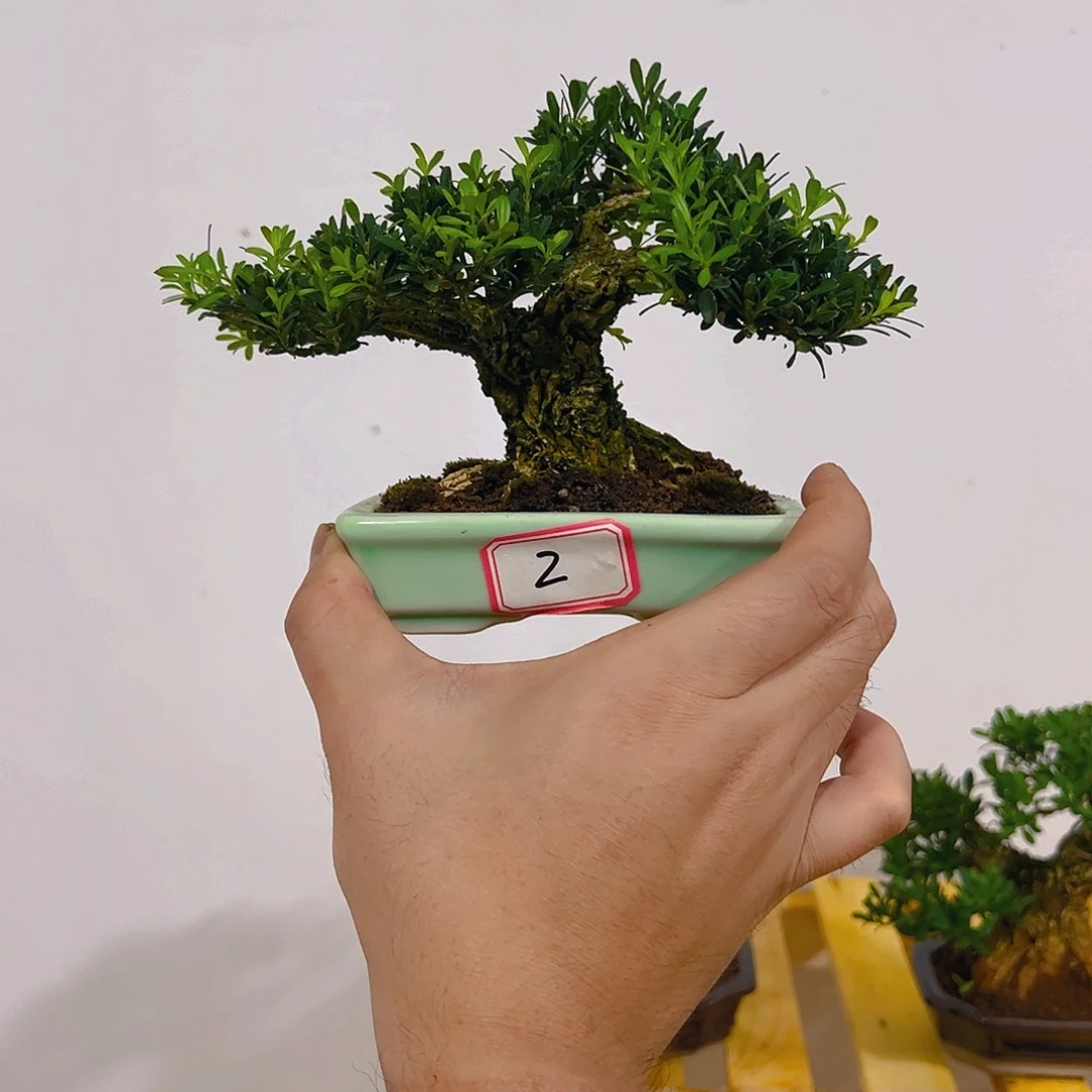 无花朵吃**陈雀舌黄杨一物一拍