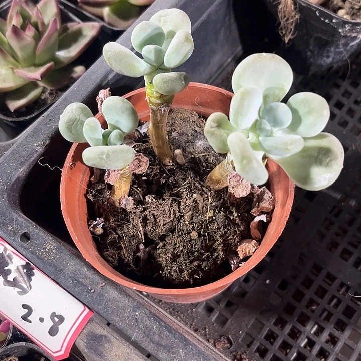 3头月美人带盆土发