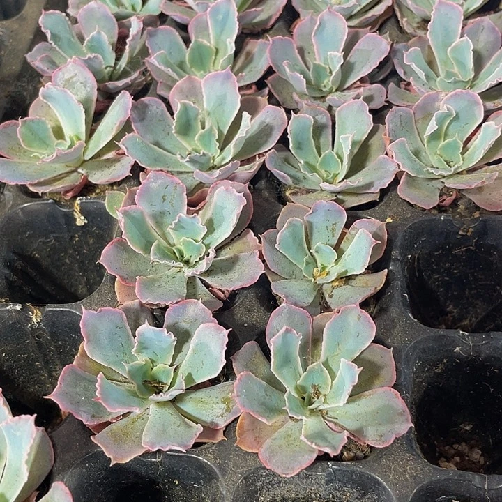 小晚霞之舞1元带土