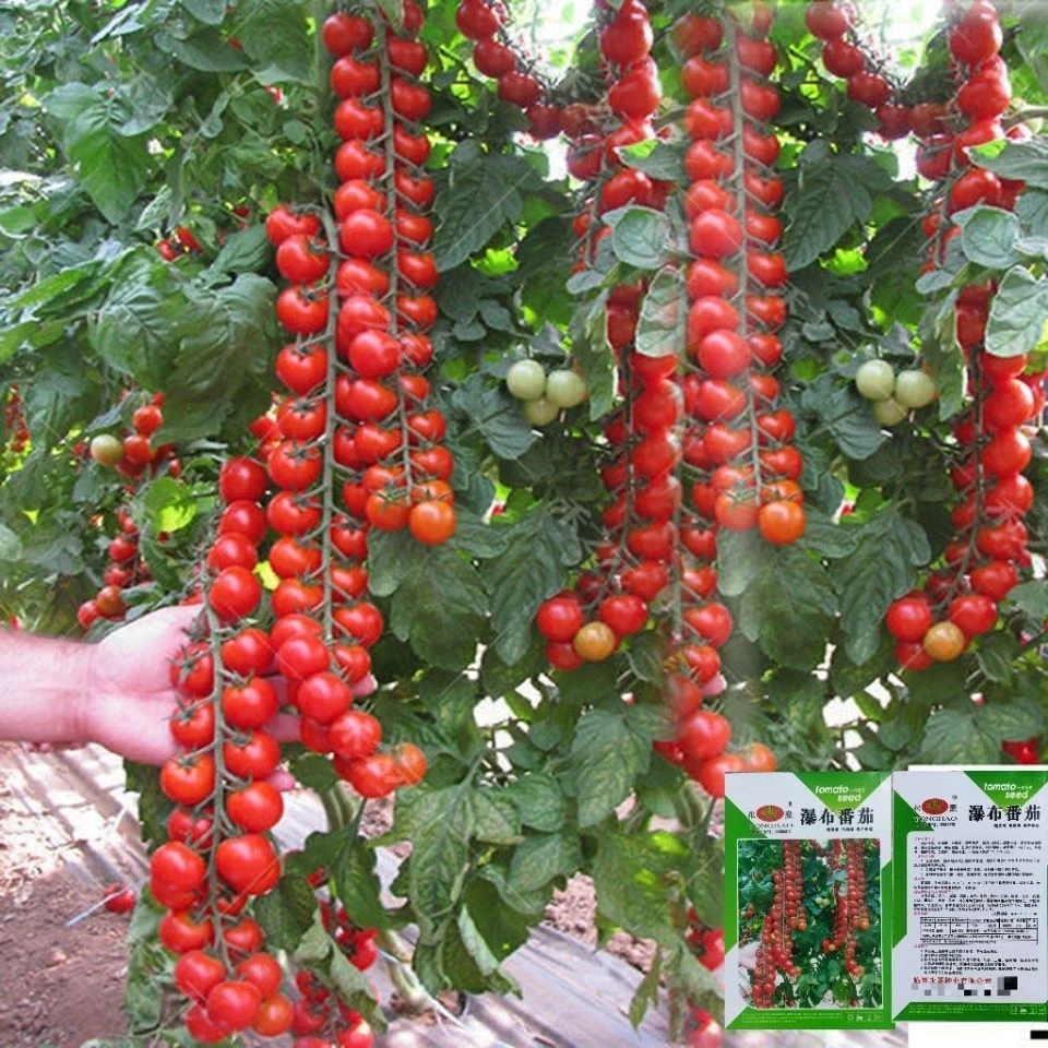 瀑布小番茄种子种籽圣女果樱桃西红柿种子四季盆栽蔬菜种子番茄种