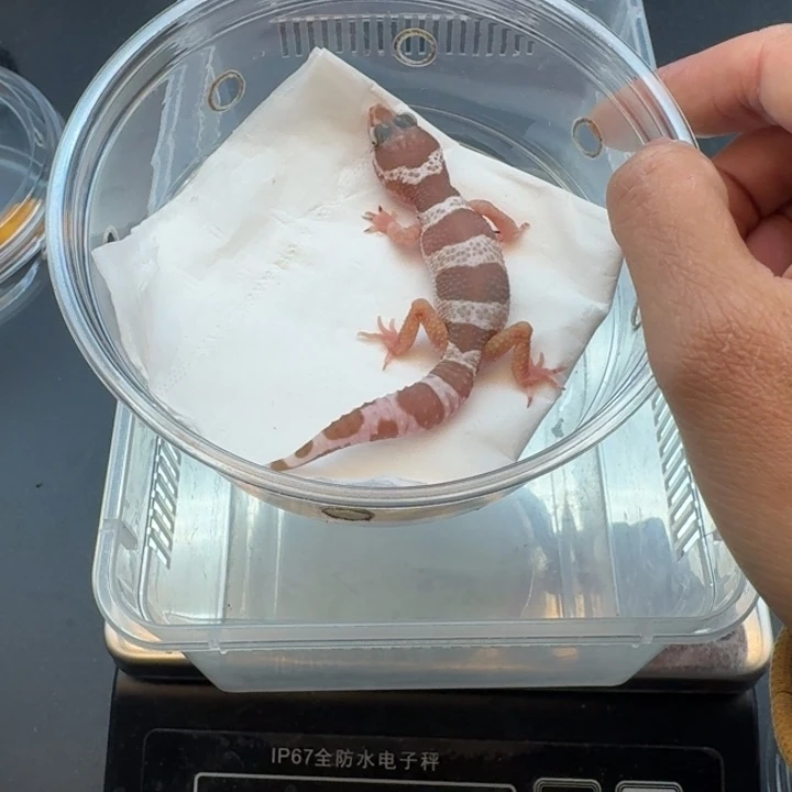 豹纹守宫雪花川普