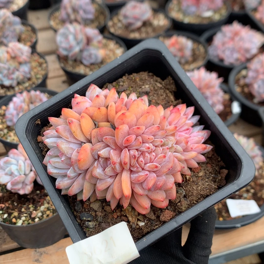 10.5厘米有砍溏心雪天使缀  5621