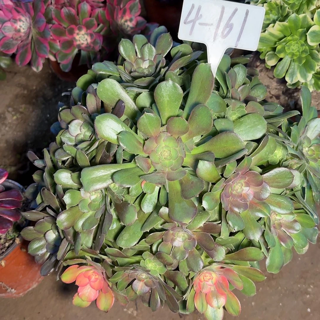 4-161韶羞七彩多肉法师多肉