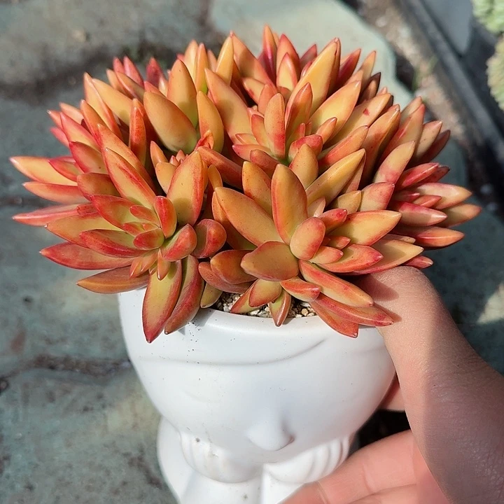 红日带盆多肉植物