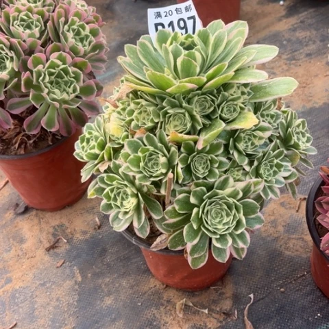 197迈巴赫不包断枝