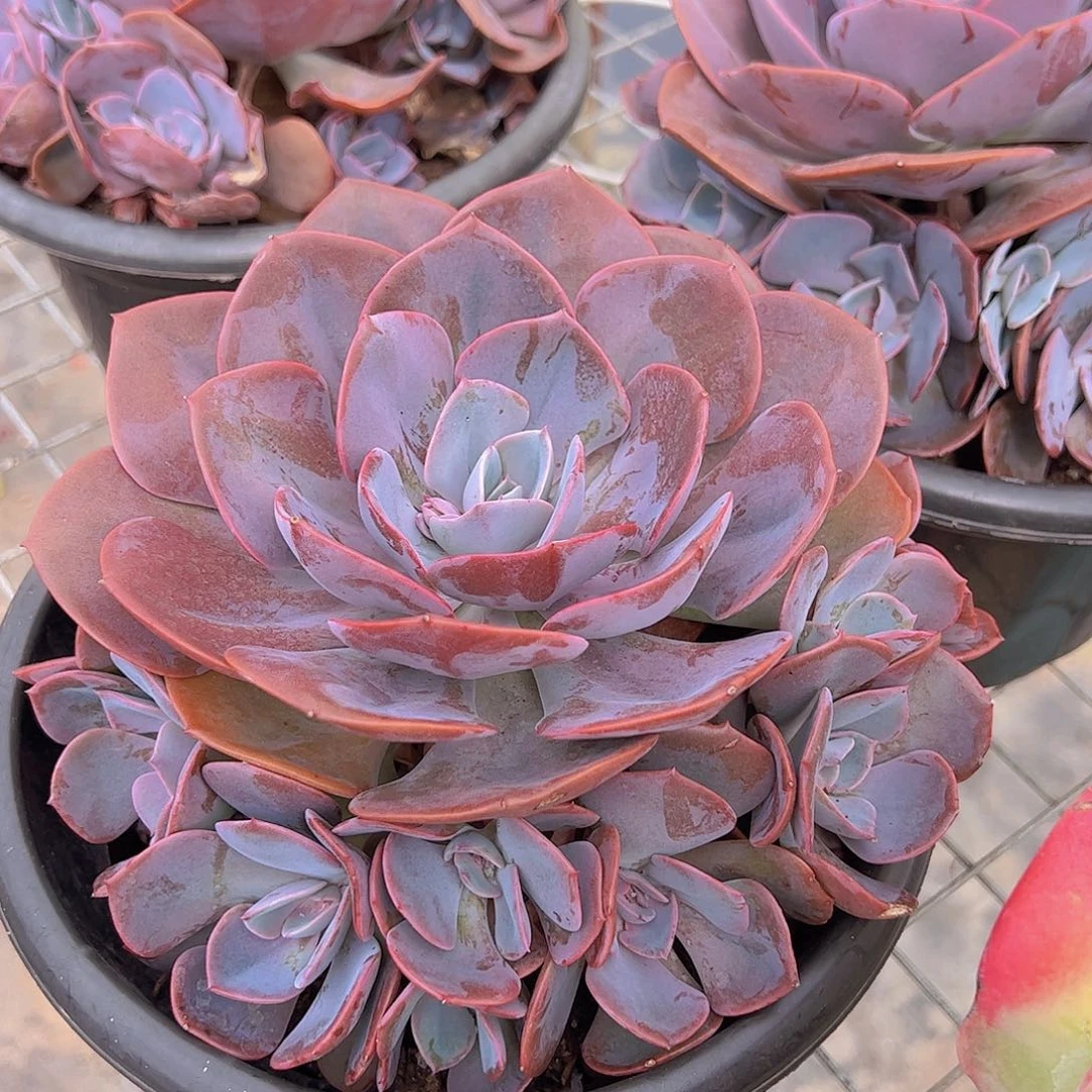 尘埃玫瑰多头大盆群手捧