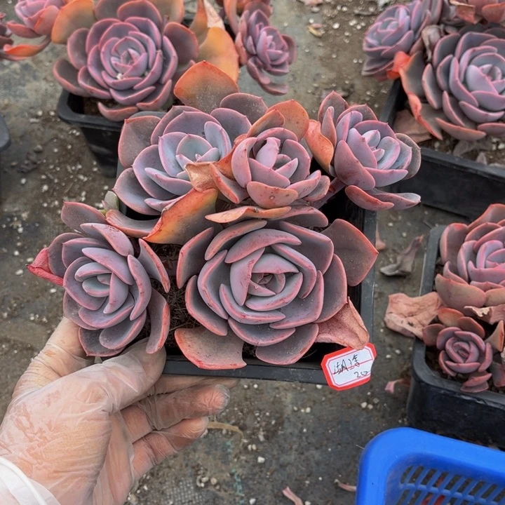 湖*尘埃玫瑰一颗20