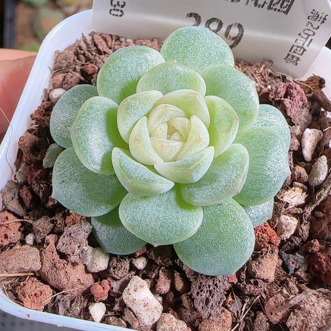 1030--289柔情一物一拍