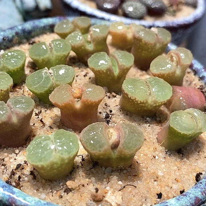 樱花一颗   1453.9