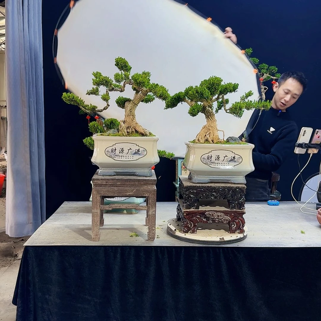 高端皱皮黄杨盆景小**爸