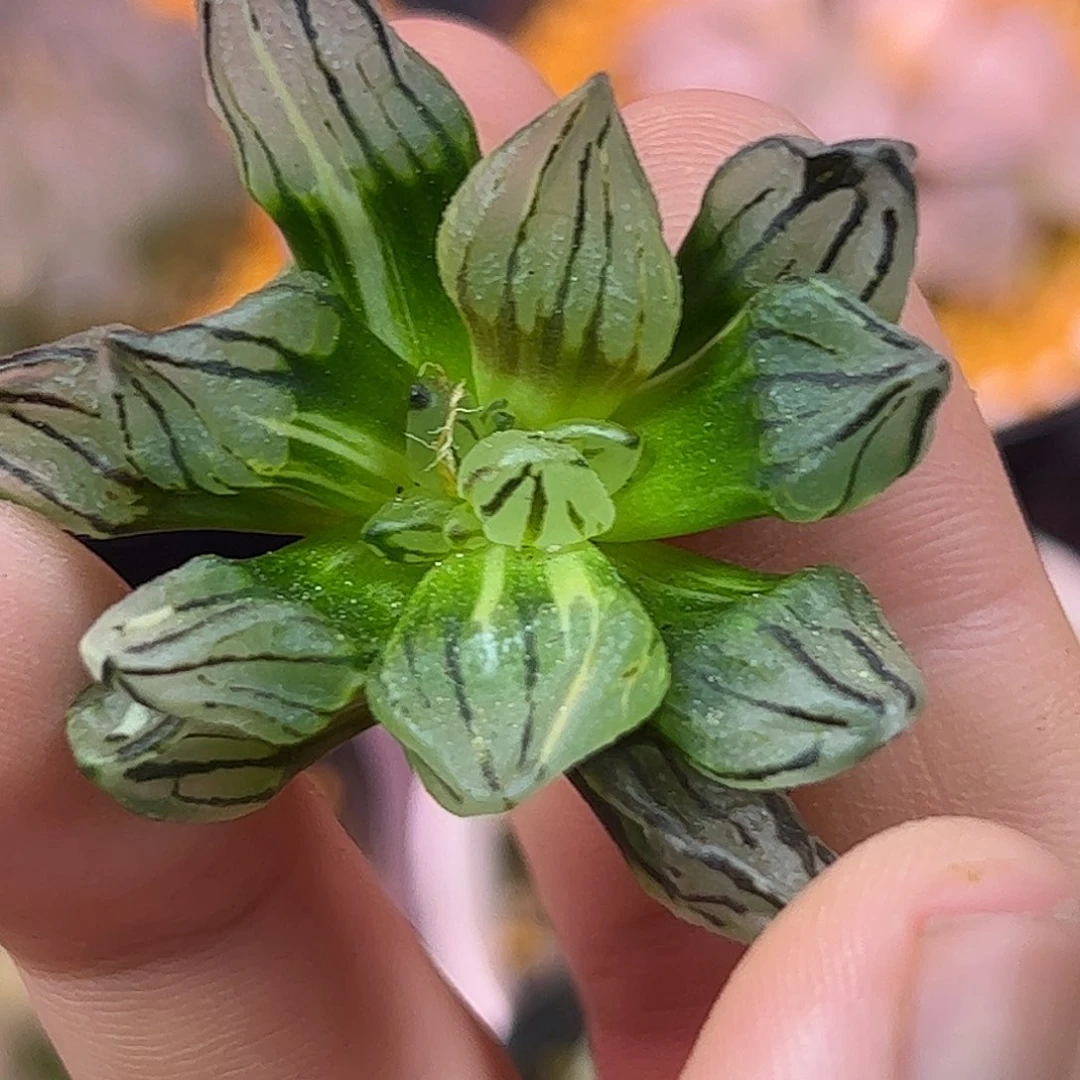 106红红火火恍恍惚惚