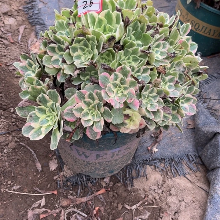 26女妖多肉植物法师