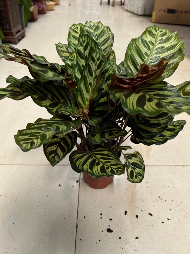 孔雀彩虹竹芋盆栽室内花卉客厅观叶绿植吸甲醛净化空气四季常青