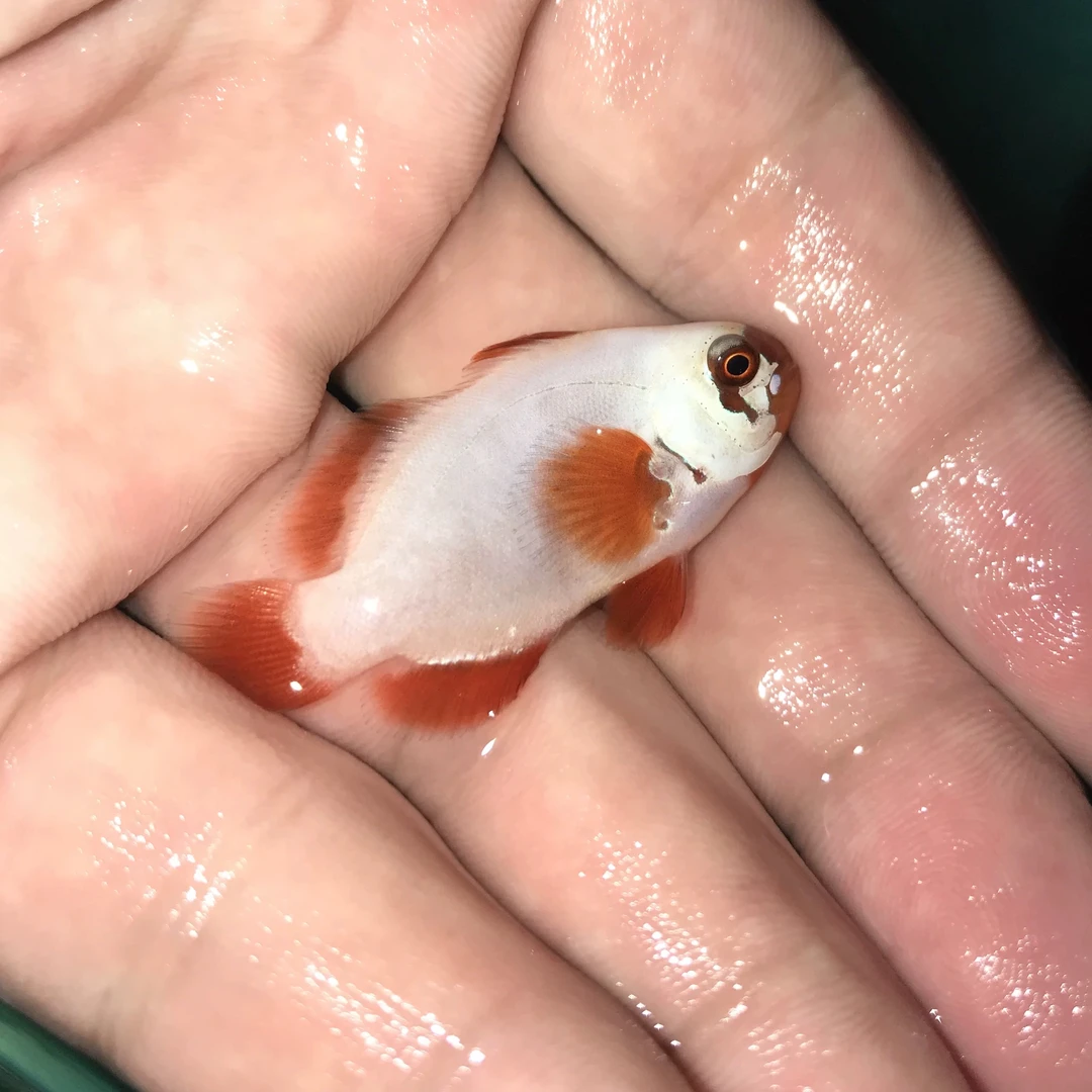 海水观赏鱼金砖小丑鱼皮实好养人工透红小丑鱼海水生物尼莫海缸