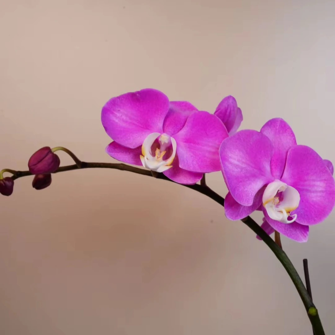 明兰花卉 蝴蝶兰【素心】带花带花苞开花株发货