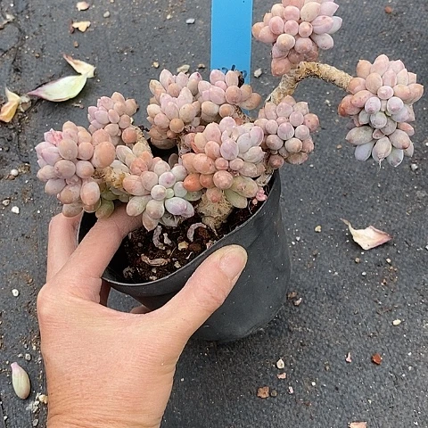 L****.1340多肉植物老桩