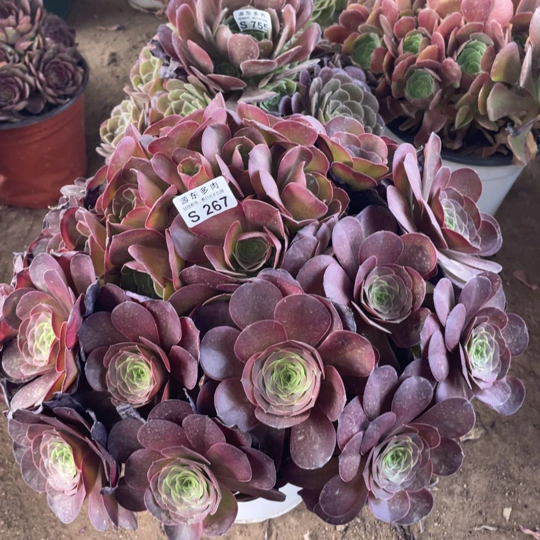 267魅金多肉法师断断枝不包