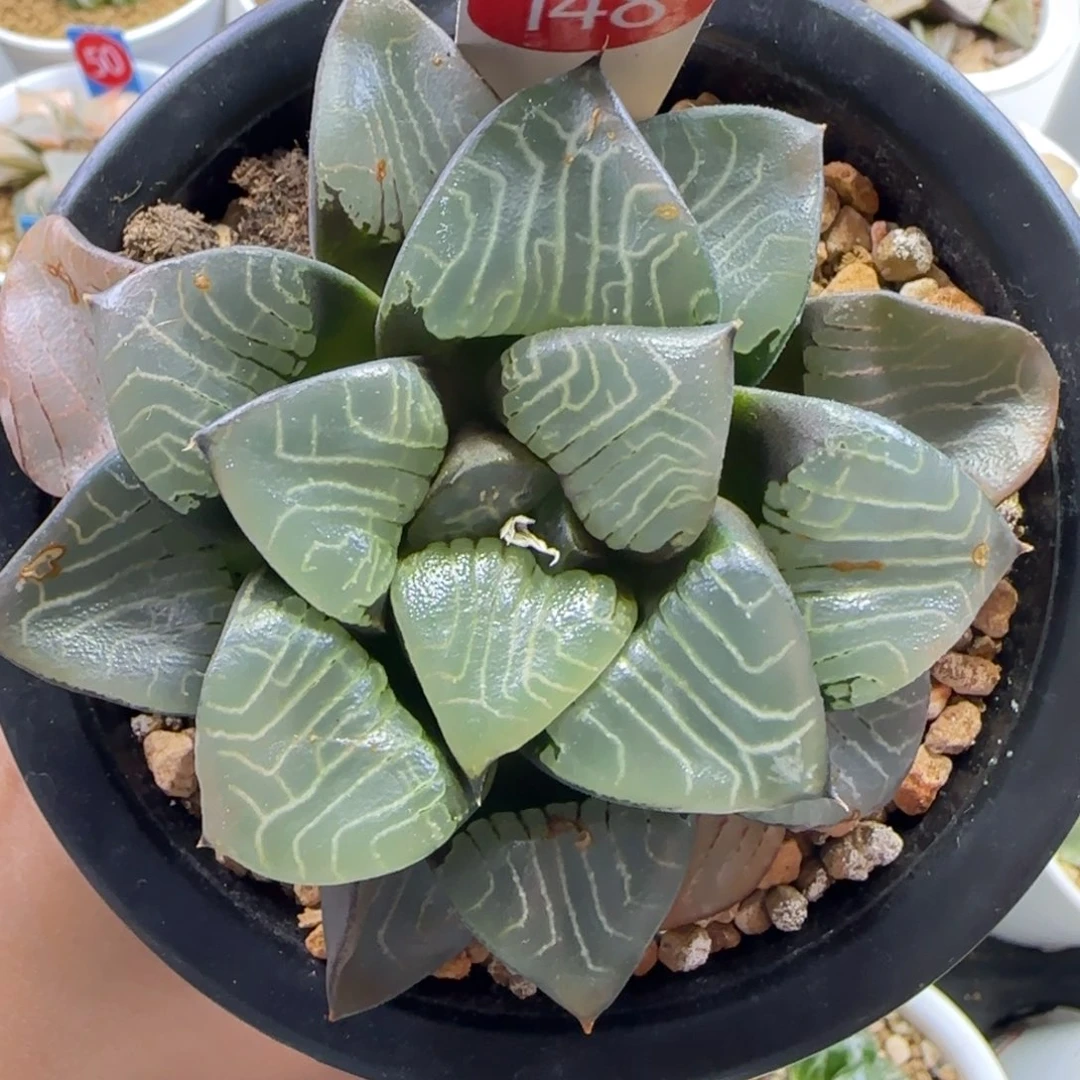 148号实生丸叶粗纹克一物一拍带盆土