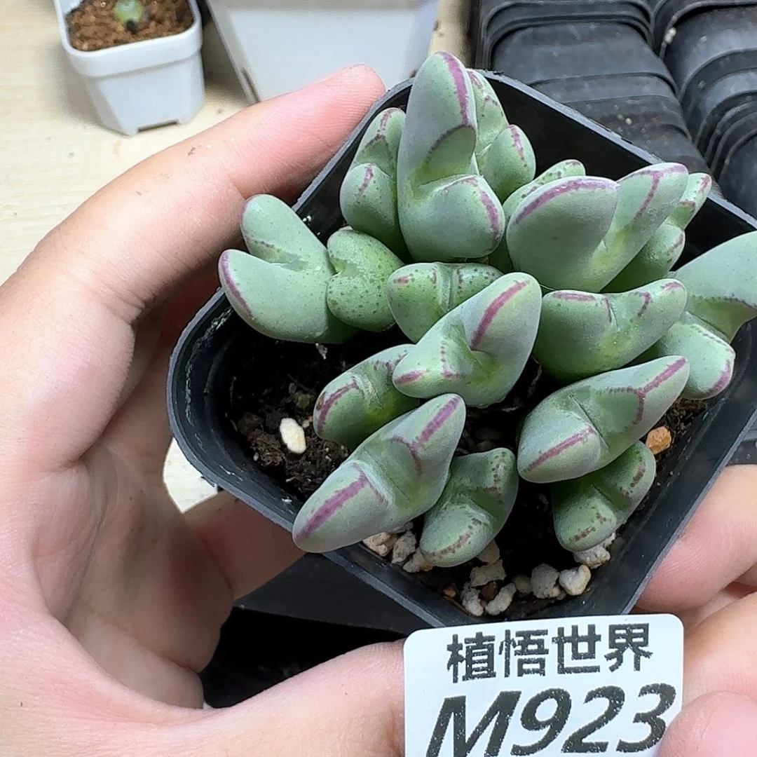 多肉植物的润泽发发