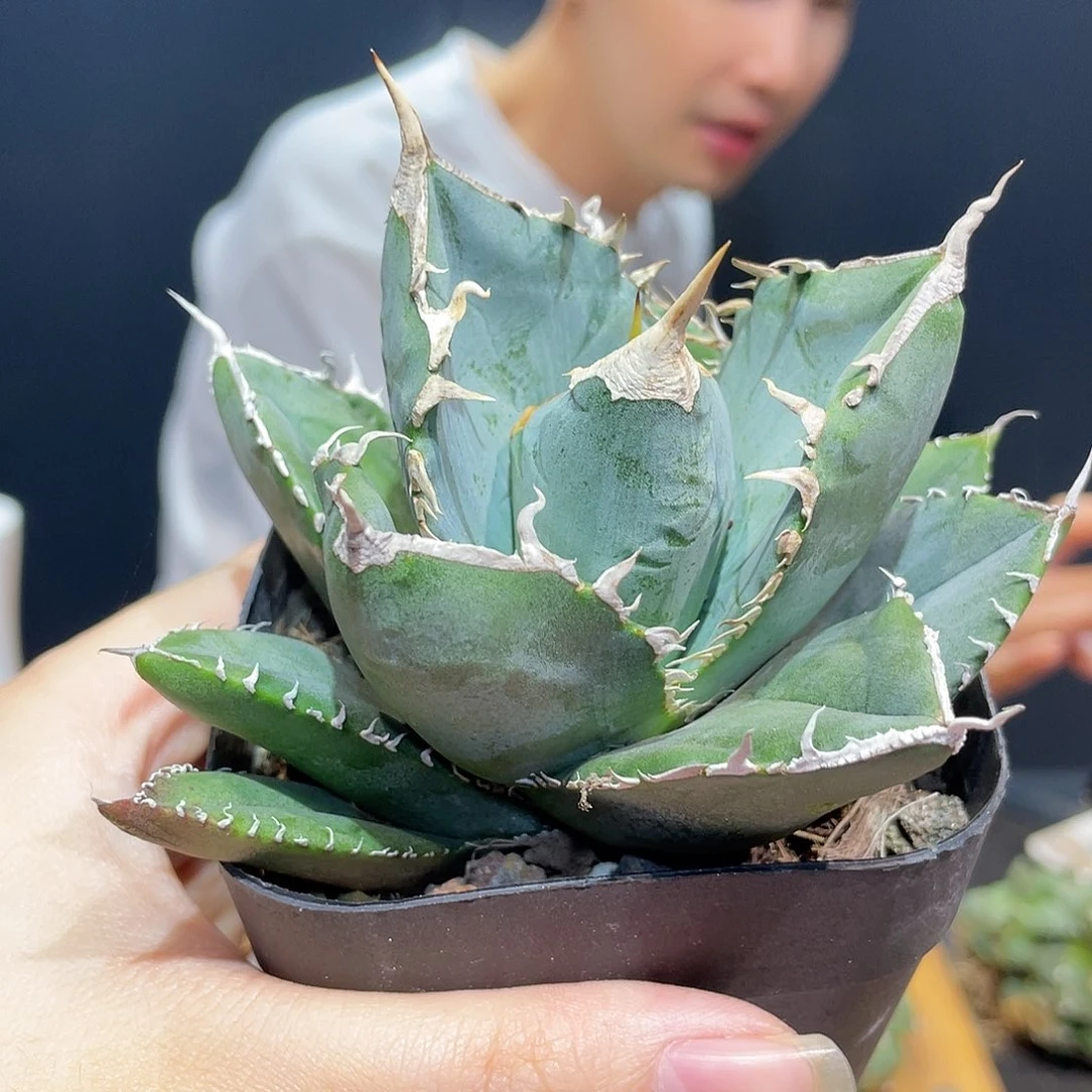 9cm立可白仁王冠龙舌兰