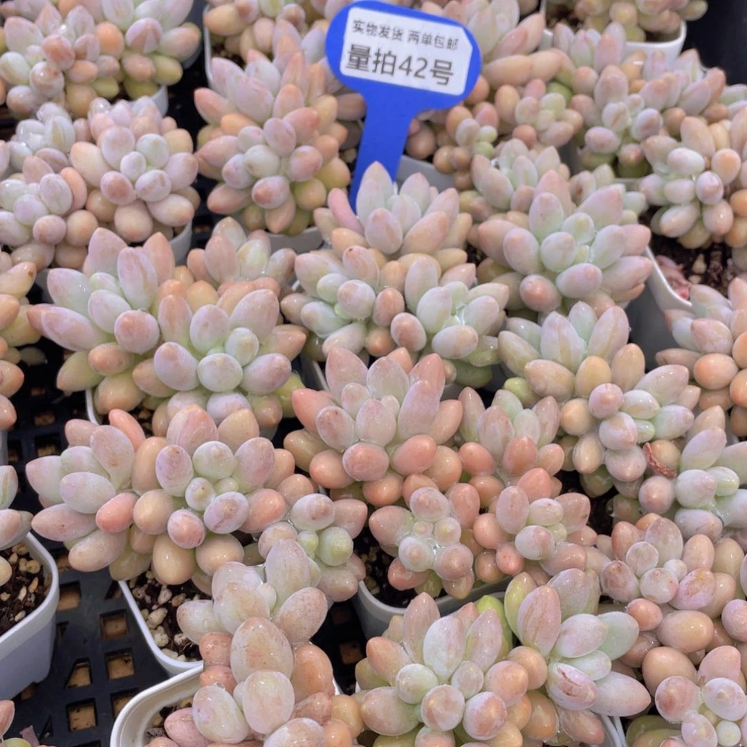 量拍42号 汤圆小群生一个