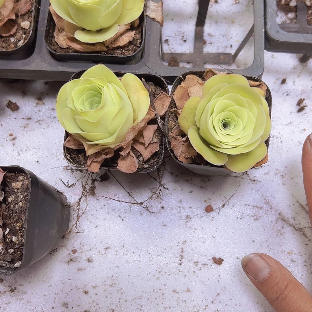 黄玫瑰2盆19包邮玫瑰