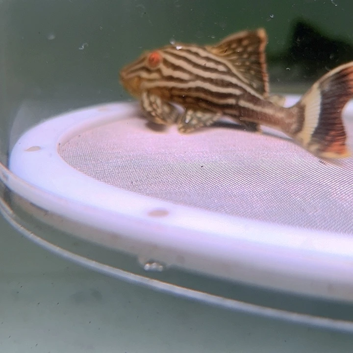 清道夫鱼7-008哥白一条尺寸8+